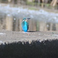 Eisvogel nach dem Frühstück