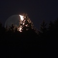 Mond_u_Wald-stemp.jpg