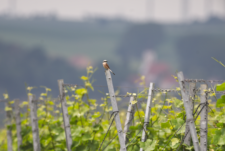 Neuntöter in den Weinbergen an der Elbe 100er Borg Sony alpha 7S DSC00375-stemp.png