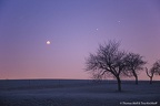 Mondfinsternis mit Baum