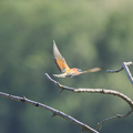 Bienenfresser Elbhang Rottewitz