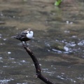 Wasseramsel im Polenztal