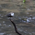 Wasseramsel im Polenztal