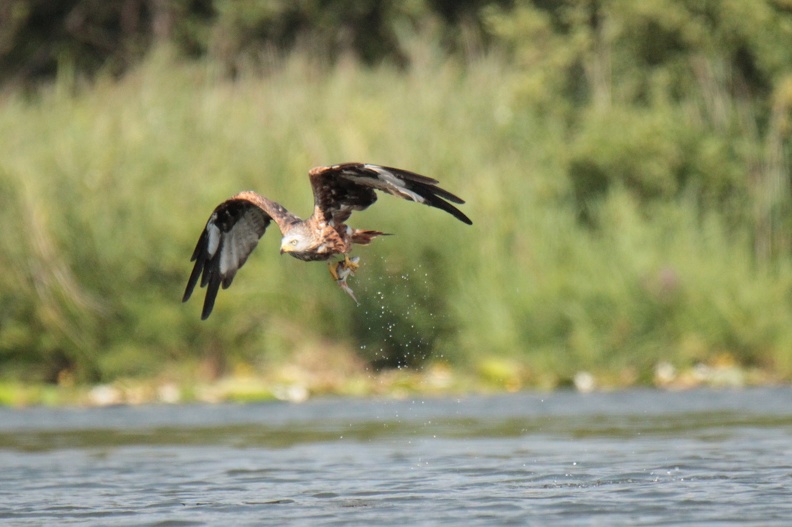 Roter_Milan_beim_Fischfang.JPG