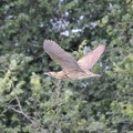 Rohrdommel im Flug