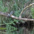 Eisvogel