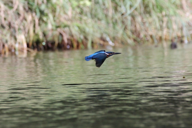 Eisvogel_im_Flug.JPG