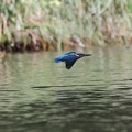 Eisvogel im Flug