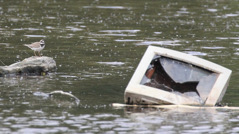 Flussregenpfeifer_am_PC.JPG