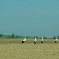Stoerche sammeln sich vor dem Abflug