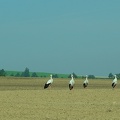 Stoerche sammeln sich vor dem Abflug