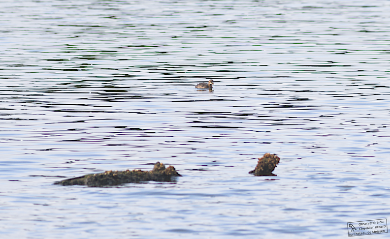 Zwergtaucher im Naturschutzgebiet Geltinger Birk
Zwergtaucher_stemp.png