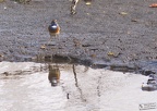 Blaukehlchen am Spitalteich bei Großenhain