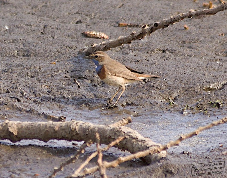 Blaukehlchen_5_stemp.jpg