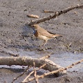 Blaukehlchen am Spitalteich bei Großenhain