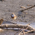 Blaukehlchen am Spitalteich bei Großenhain