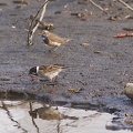 Blaukehlchen und Rohrammer am Spitalteich  Großenhain